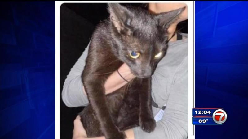 "美国佛罗里达州迈阿密-戴德县县长达尼埃拉·莱文·卡瓦当地时间9日