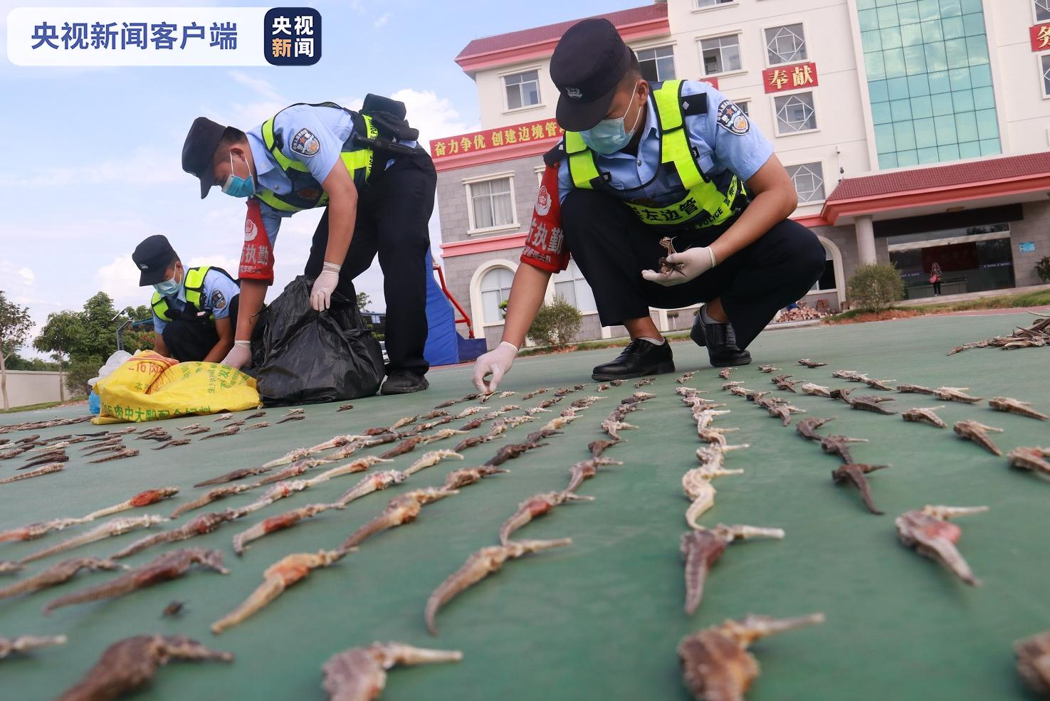 △图为民警正在清点海马干 饶友江/摄