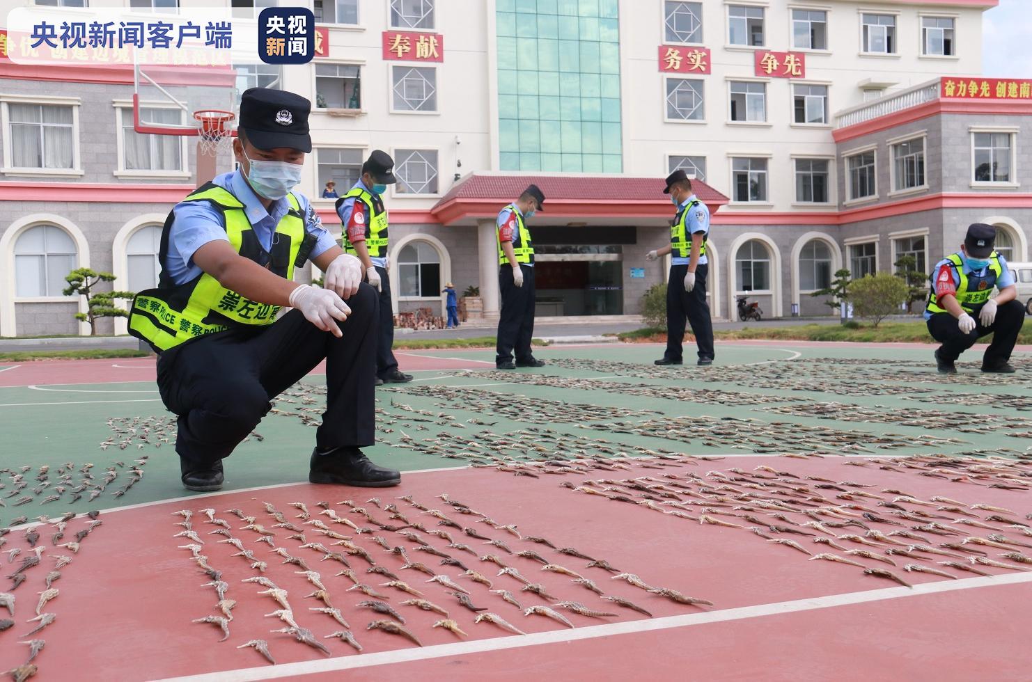 △图为民警正在清点海马干 饶友江/摄