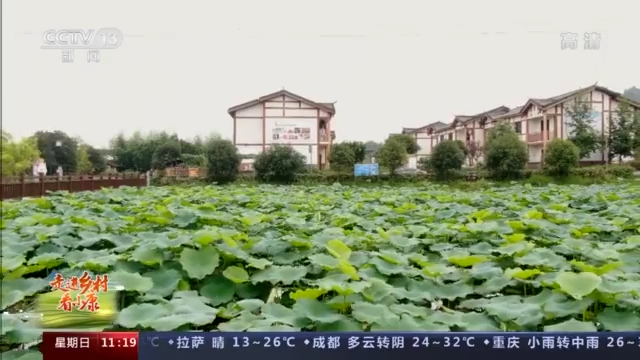 走进乡村看小康丨美味又环保 不挑食的湖羊让乡村振兴“喜气洋洋”