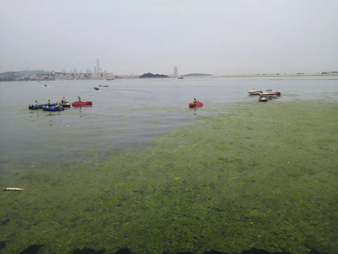 最严重浒苔袭击青岛海面山东网友喊话 江苏能治理一下吗 青岛市 新浪财经 新浪网 最严重浒苔袭击青岛海面山东网友喊话 江苏能治理一下吗 青岛市 新浪财经 新浪网