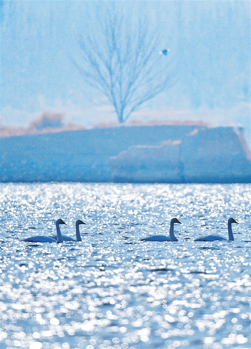 青海省海东市化隆回族自治县,天鹅在黄河上游弋.新华社记者 张 龙摄