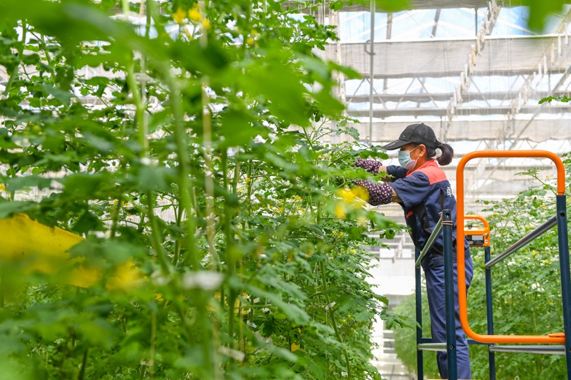 △在吉林省永吉县卓远农业种植专业合作社的“植物工厂”，村民在修整作物。