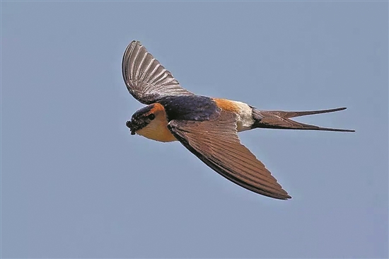 天下燕子非一般黑