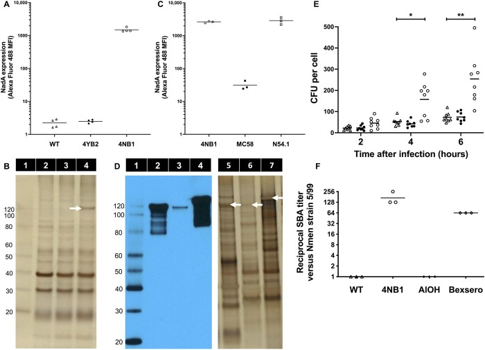 科学家开发新型细菌性脑膜炎疫苗  可通过滴鼻进行接种