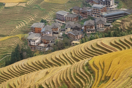 秋天到，村民们忙着收获丰收的稻谷。  石建华/摄