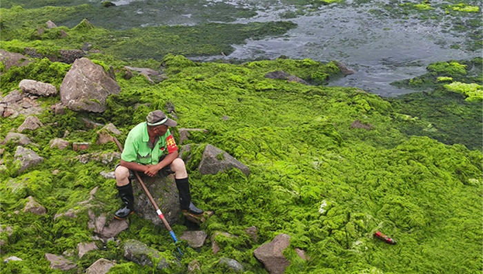 深度 围困青岛15年 浒苔哪里来 青岛市 黄海 新浪科技 新浪网