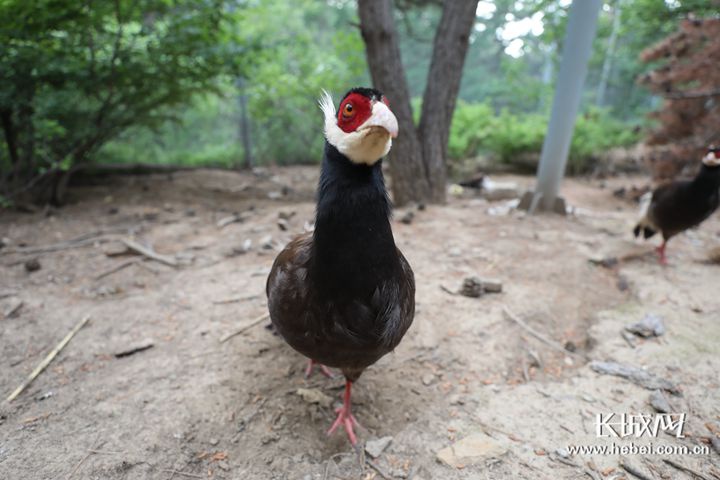 微视频|我在小五台山养"国宝鸡"|宝鸡市|河北省_新浪新闻