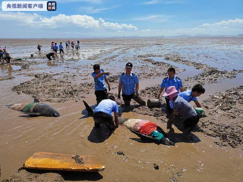 浙江临海搁浅死亡的瓜头鲸将分别捐献给五家单位用于科学研究