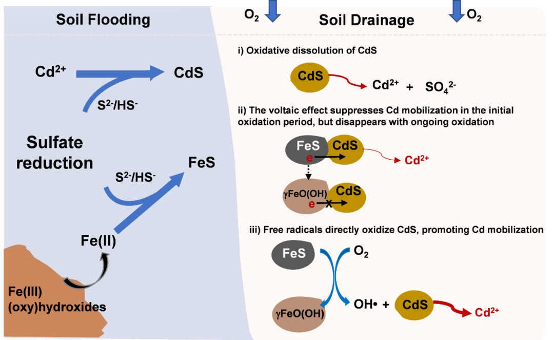 医用臭氧怎么获得南农前沿 ｜ 近期科研成果扫描_https://www.jmylbn.com_新闻资讯_第14张