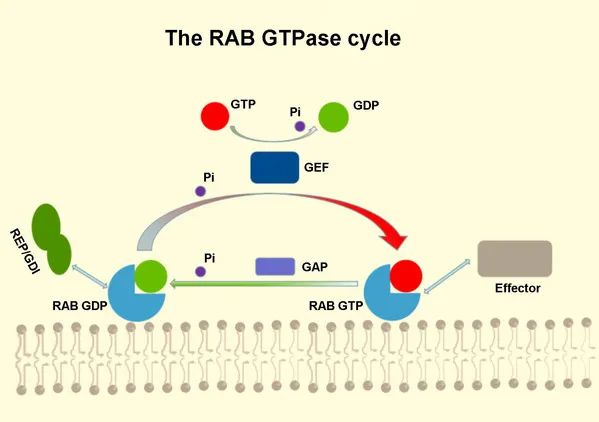 医用臭氧怎么获得南农前沿 ｜ 近期科研成果扫描_https://www.jmylbn.com_新闻资讯_第3张