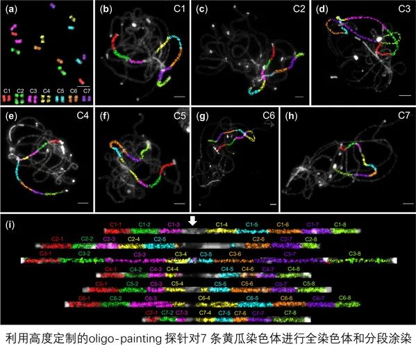 医用臭氧怎么获得南农前沿 ｜ 近期科研成果扫描_https://www.jmylbn.com_新闻资讯_第4张