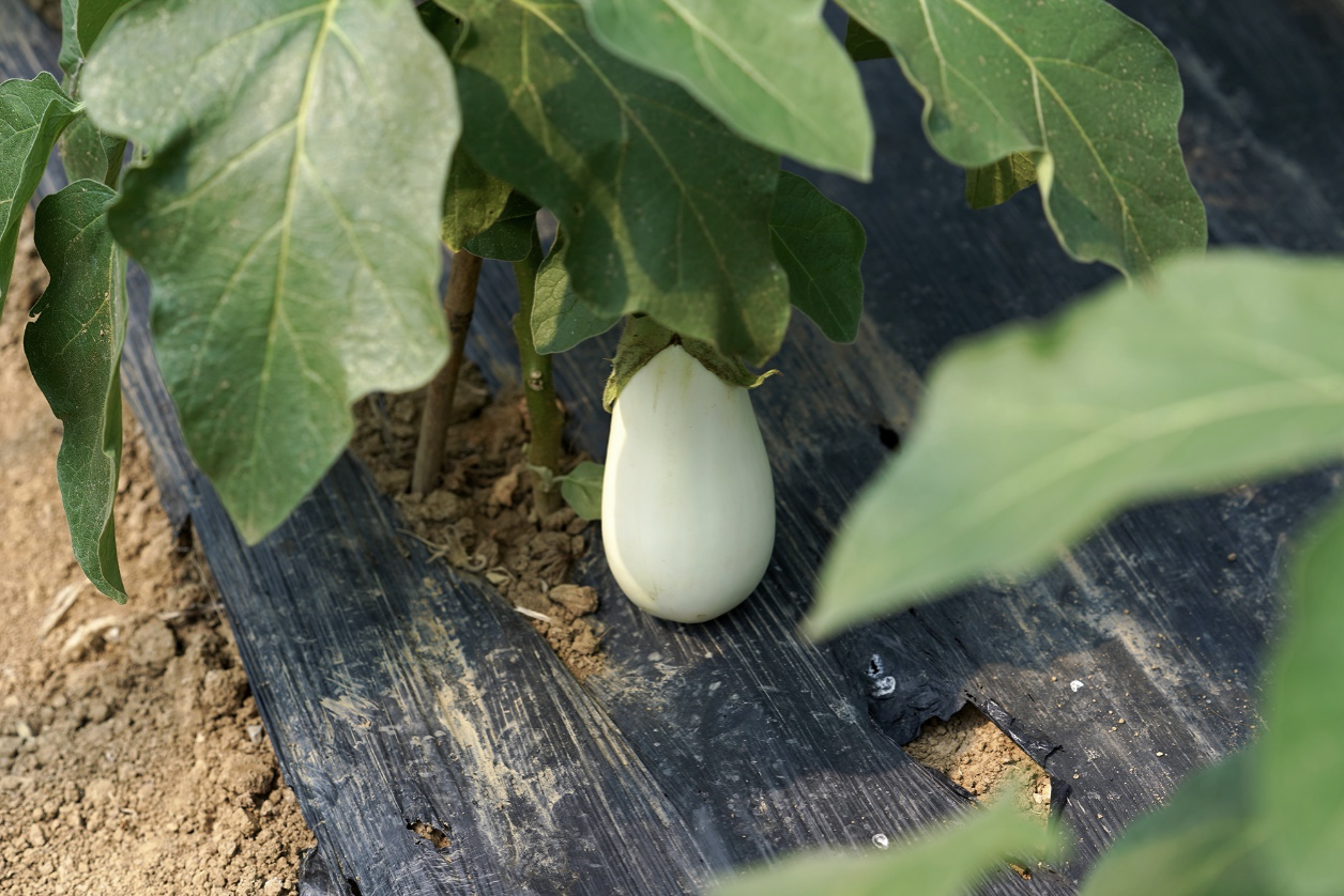 网红 白茄子 背后 盒马打造差异化生鲜补给线 新浪科技 新浪网