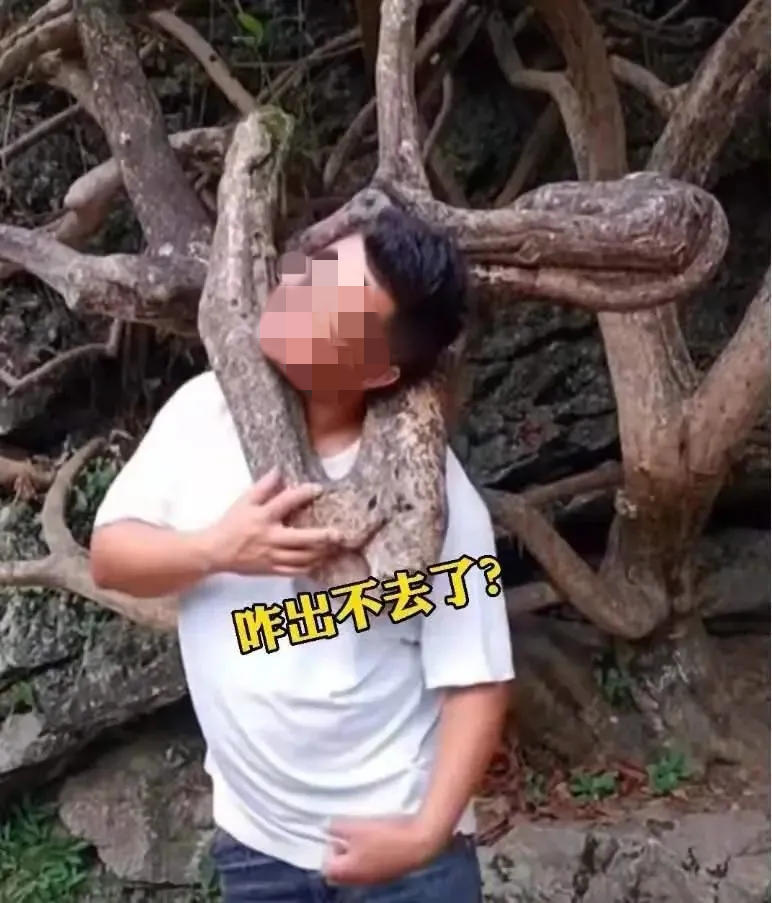 头伸树杈拍照被卡住黄果树景区称发现会予以制止男子回应出于好奇