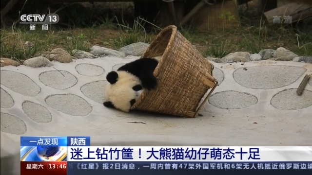 迷上钻竹筐 大熊猫幼崽萌态十足 大熊猫幼崽 新浪科技 新浪网 迷上钻竹筐 大熊猫幼崽萌态十足 大熊猫幼崽 新浪科技 新浪网