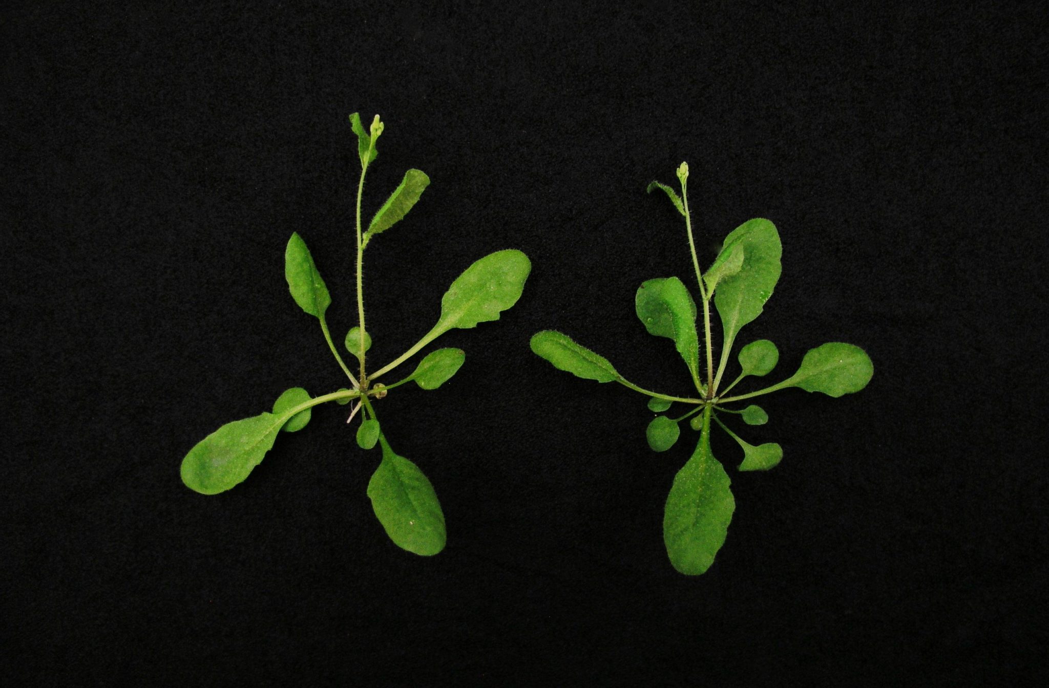 新CRISPR/Cas9植物技术将能提高农业产量并抵御气候变化影响