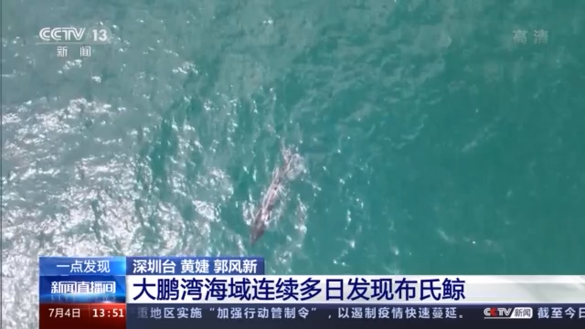 广东深圳：大鹏湾海域连续多日发现布氏鲸
