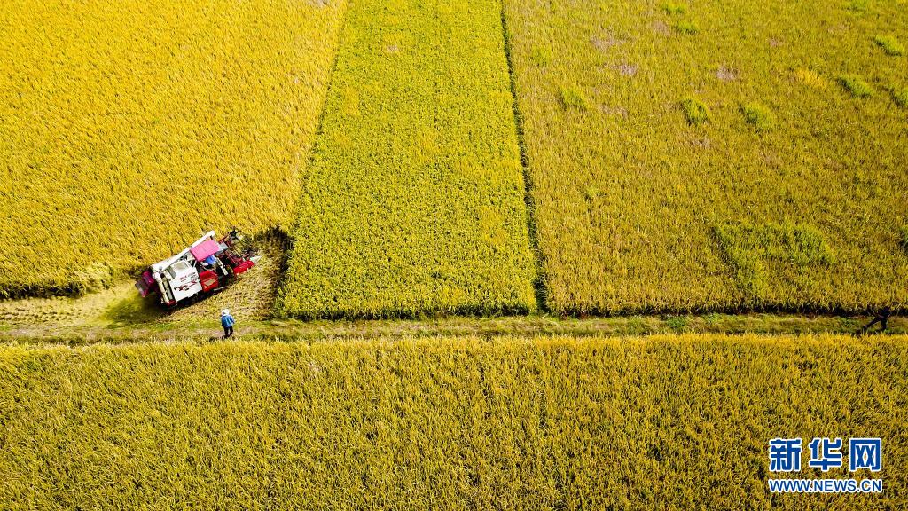  2020年10月21日，在山东省枣庄市台儿庄区邳庄镇，收割机在收获水稻（无人机照片）。新华社记者 郭绪雷 摄
