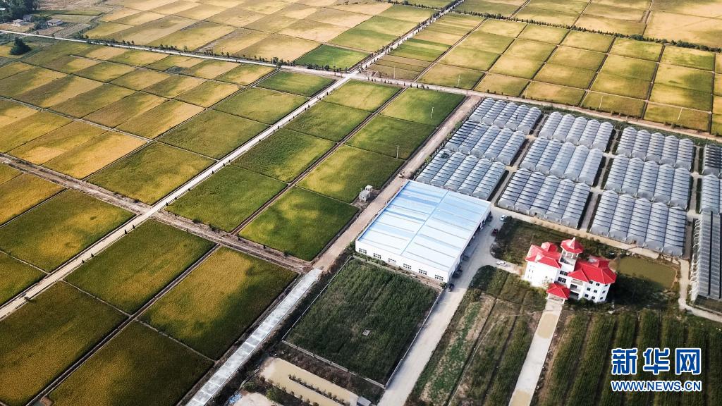 这是北大荒集团在安徽小岗村建立的现代化水稻生产基地（2018年9月27日摄，无人机照片）。新华社记者 张端 摄