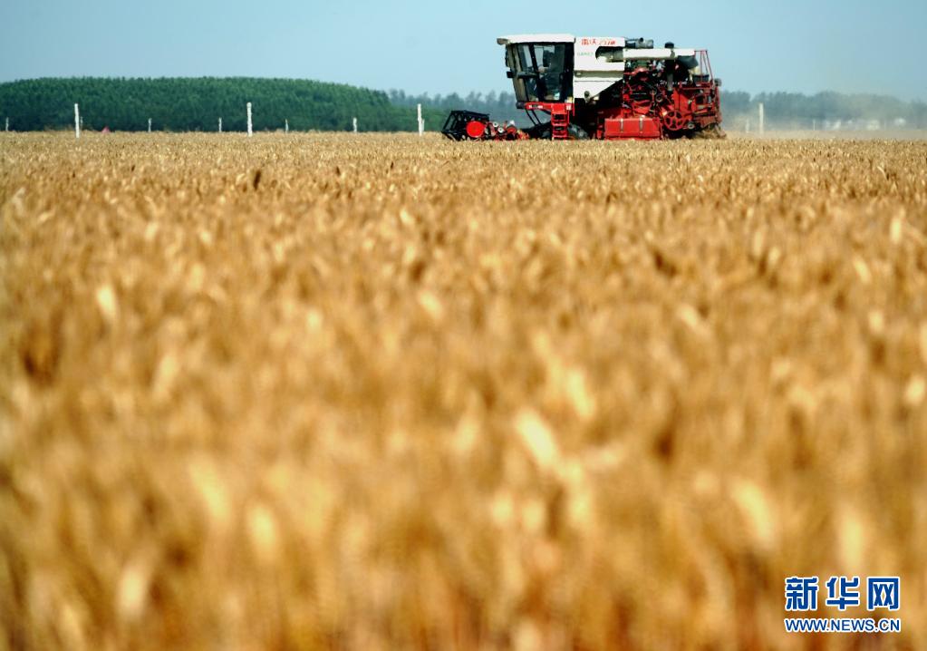 2021年6月5日，在河南省周口市黄泛区农场二分场的麦田里，农机手操作收割机收获小麦。新华社记者 李安 摄