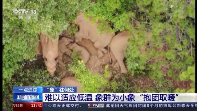 “象”往何处？象群进入“新地盘”继续往西南方向移动