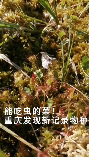 重庆首次发现“吃虫”植物新物种 - 圆叶茅膏菜