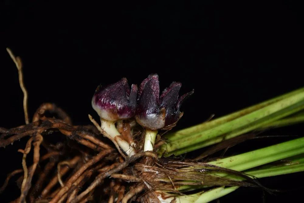 图为隆回蜘蛛抱蛋.中国科学院武汉植物园供图