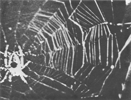 蜘蛛在太空中织网的图像，可以看到网的形状不规则 