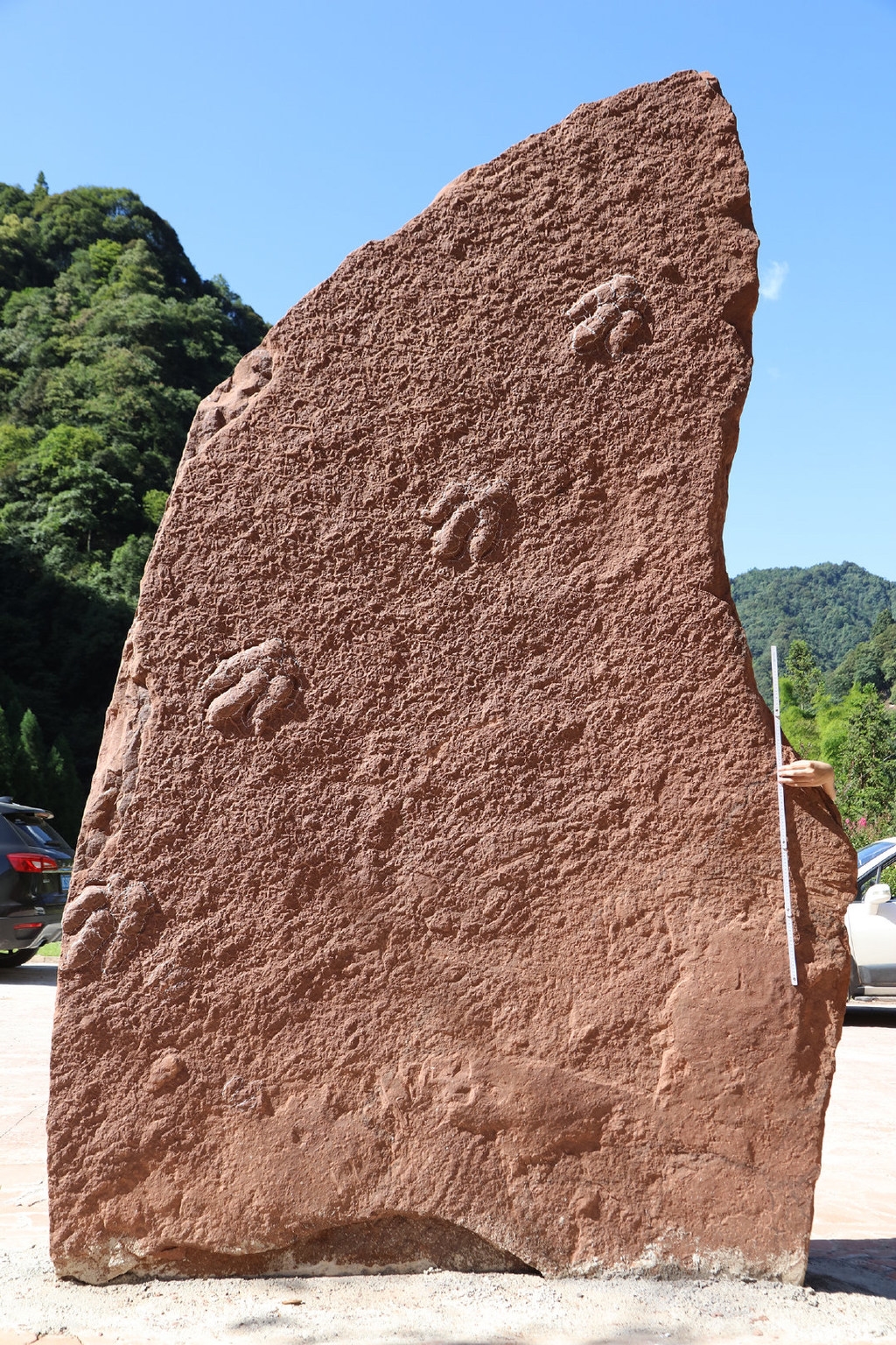 四川古蔺金鱼溪发现肉食性恐龙足迹 脚印形似小金鱼