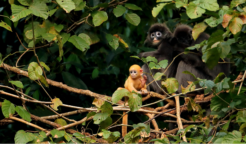 国宝菲氏叶猴巡护员幼时跑到我头顶调皮撒尿的玩伴又回来了