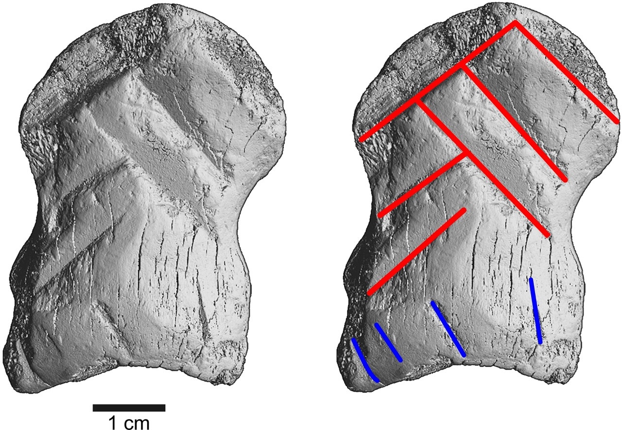 考古人员发现尼安德特人艺术家雕刻的骨头