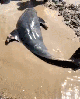 12头鲸豚（疑似）搁浅浙江头门港海域 各部门正在全力救助