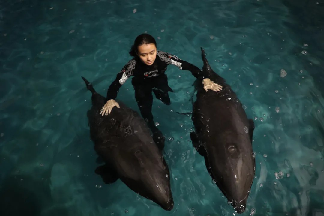 △图为暂养在台州海洋世界的瓜头鲸，由饲养员进行照顾。