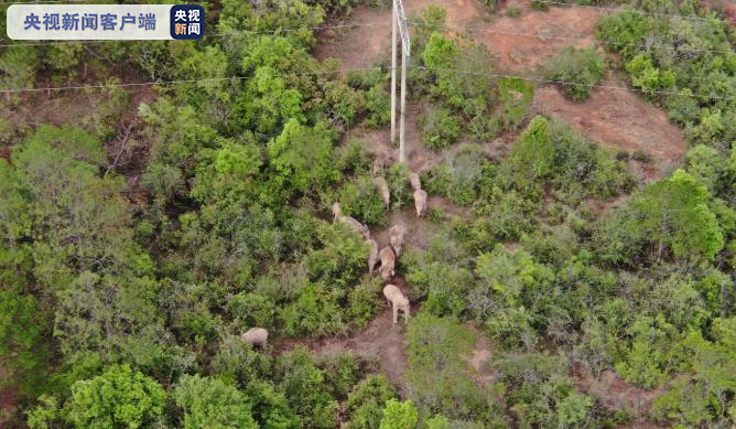 14头出圈野象继续东南移动 独象被安全转移至其原栖息地