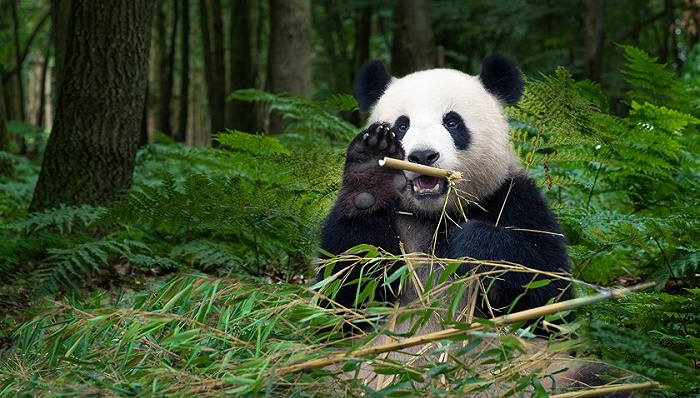直通部委 | 大熊猫野外种群数量达1800多只 猪肉价格2月下旬以来首次回升