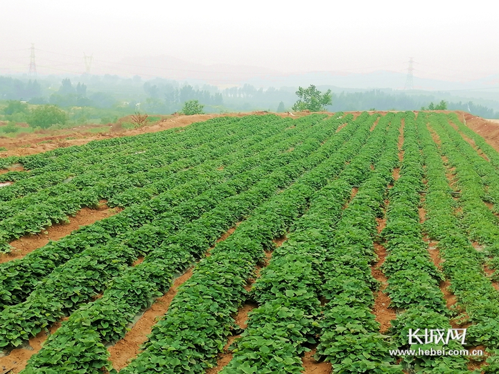 易县红薯实验种植基地里红薯苗长势喜人. 冯建华 摄