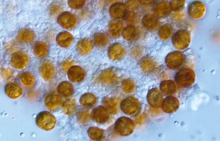共生藻类的“黄色细胞”。
