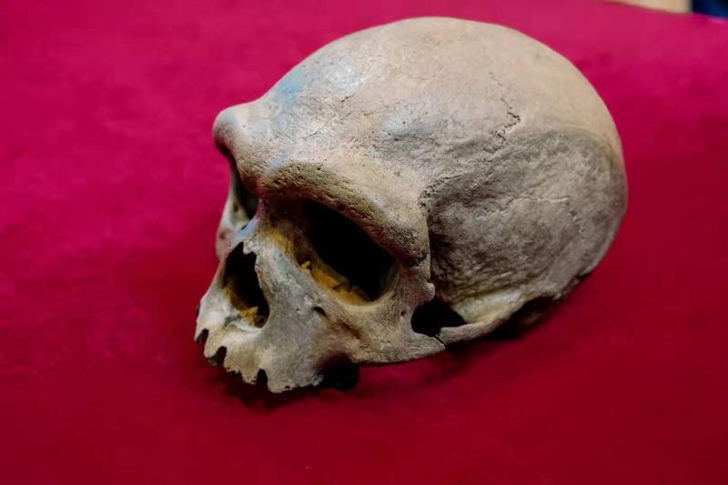 "龙人"研究团队:这是3万亿次计算出来的新人种|化石_新浪财经_新浪网