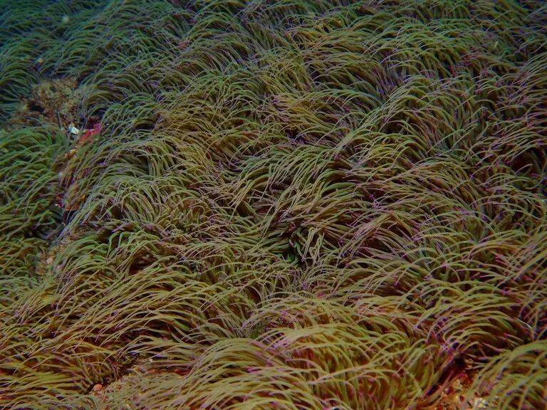 地中海的海葵Anemonia viridis体内发现了共生藻Philozoon actiniarum。