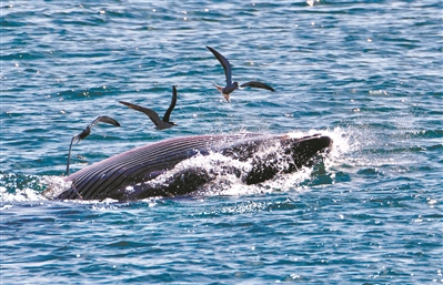 巨鲸觅食大鹏湾