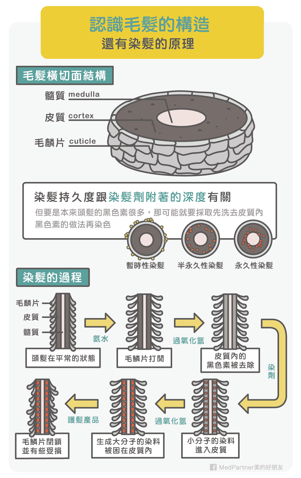 △头发构造及染发原理 