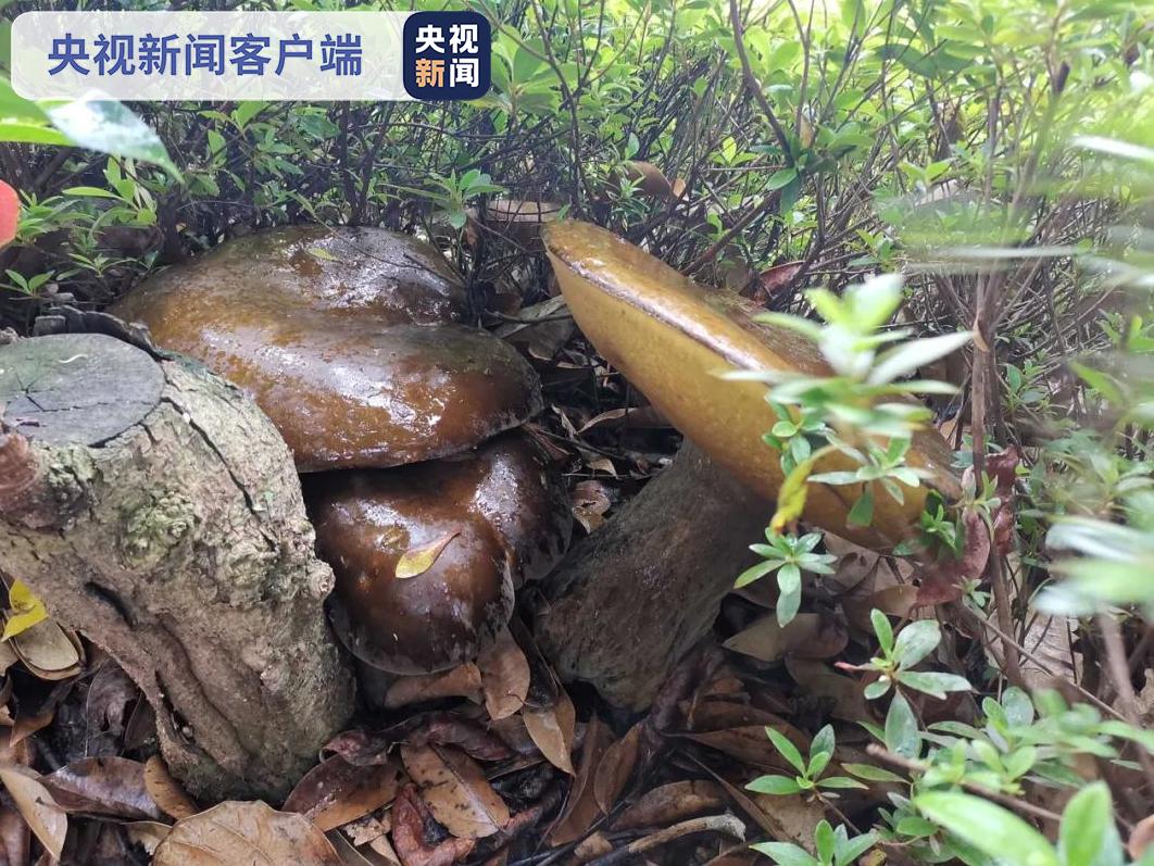 稀奇！云南一公安局“缴获”巨型牛肝菌数朵，最高重达2.8公斤