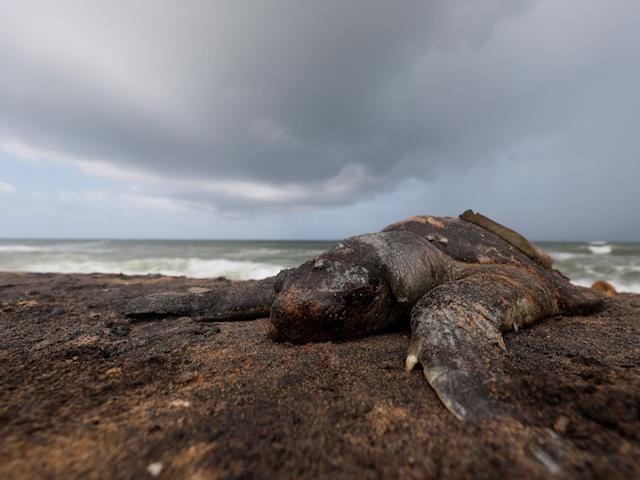 载有毒素货船印度洋沉没，海龟、海豚、鲸鱼尸体冲上斯里兰卡海滩