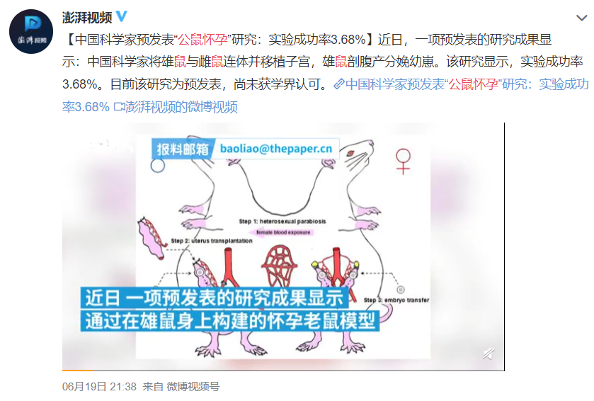 让公鼠怀孕的作者被狂喷，可网友们这次好像骂偏了