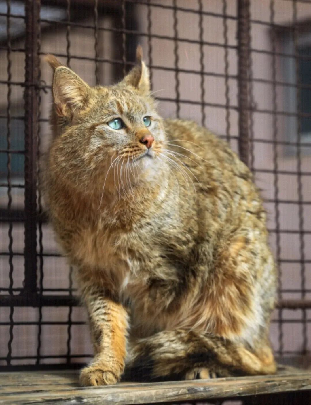 大熊猫被降级，珍禽异兽频频现身，啥情况？