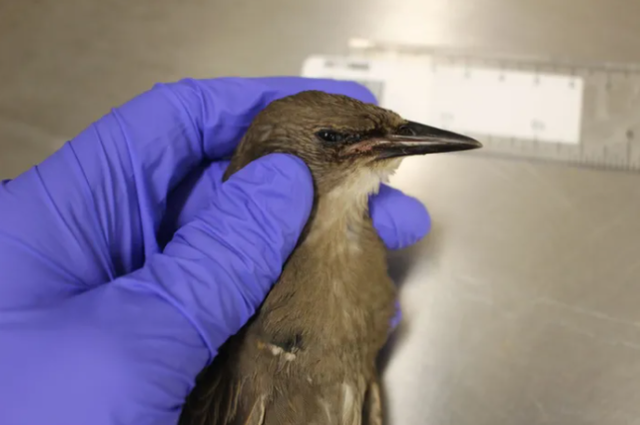 美国多州出现神秘疾病，导致各地鸣禽离奇死亡