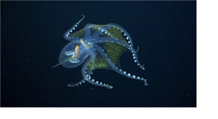 科学家在菲尼克斯群岛海下发现罕见透明章鱼