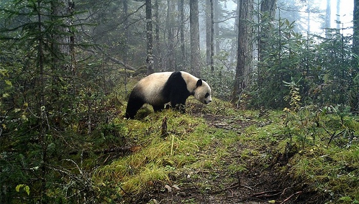 红外相机拍摄到的野生大熊猫活动画面。图片来源：新华社