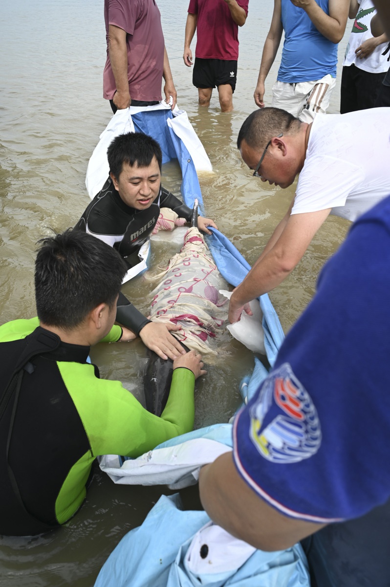 现场直击:浙江沿海又有两只长嘴海豚搁浅,众人合力救助