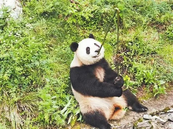大熊猫“安安”在用竹子“钓”自己。图片来源：国家林草局
